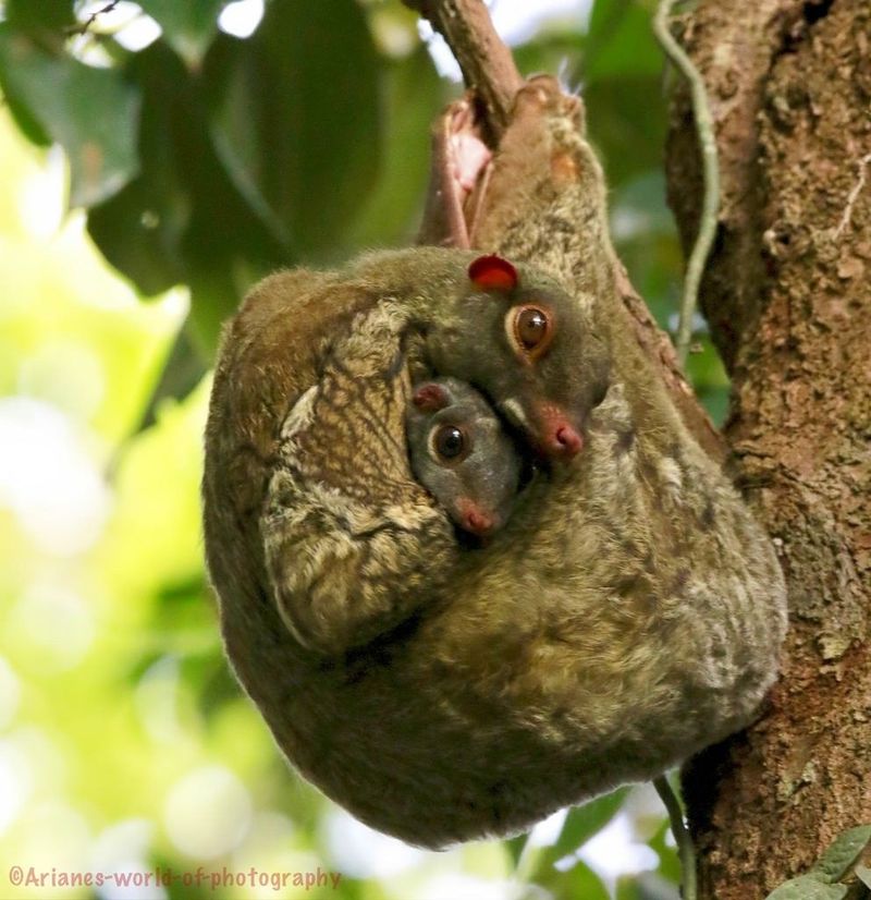 Sunda Colugo