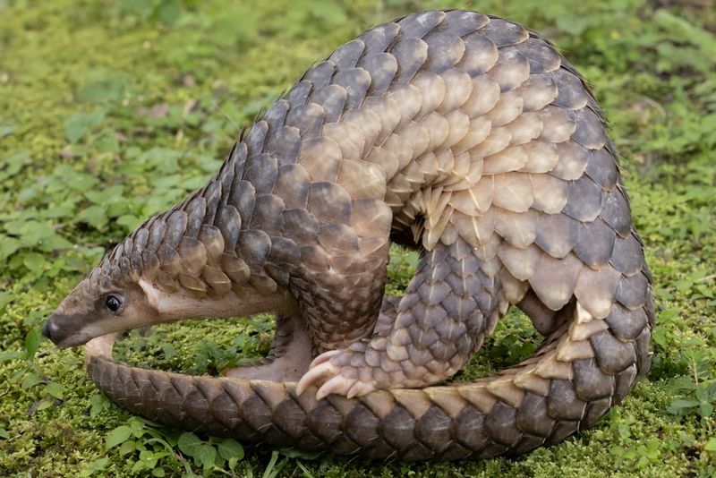 Sunda Pangolin