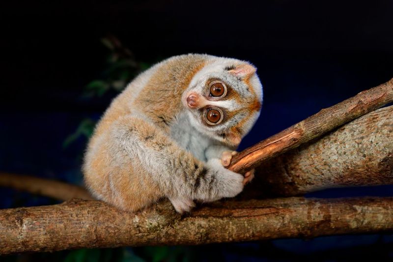 Sunda Slow Loris