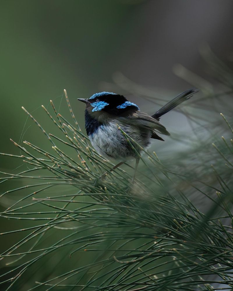 Superb Fairywren