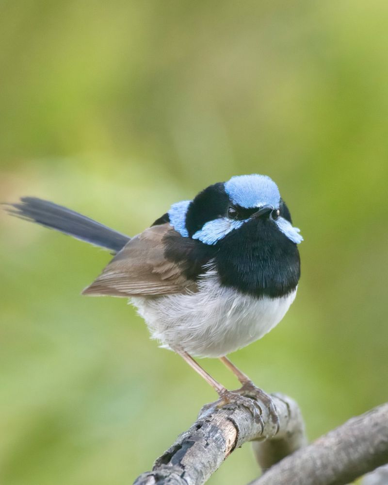 Superb Fairywren