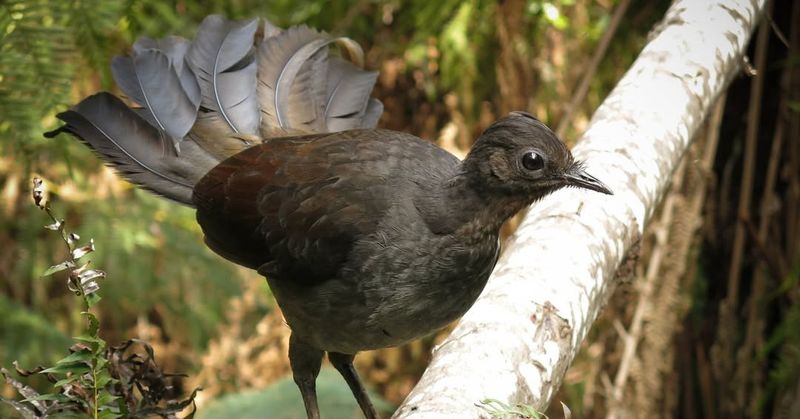 Superb Lyrebird