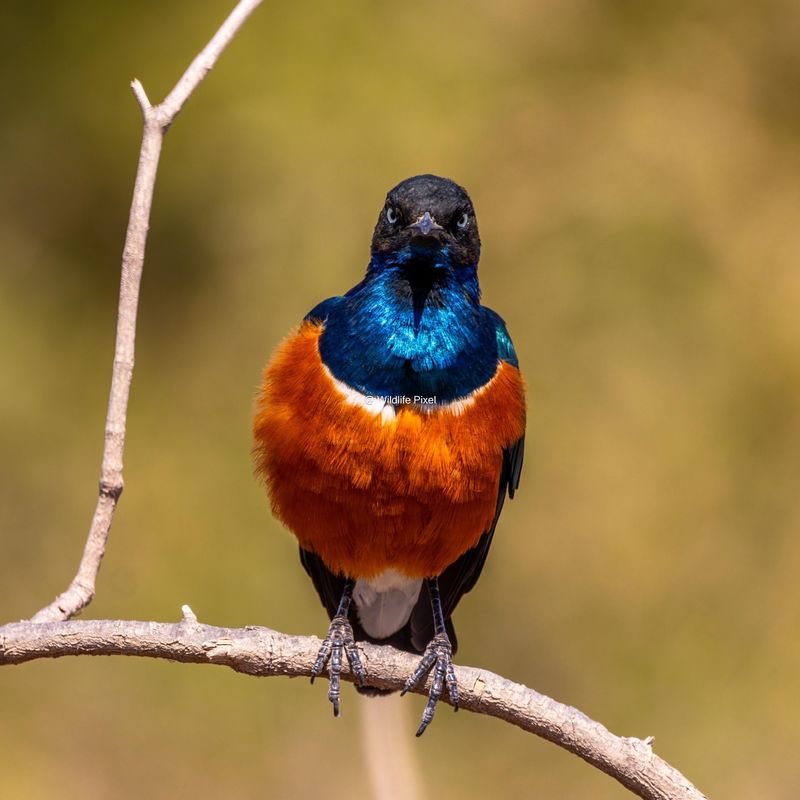 Superb Starling