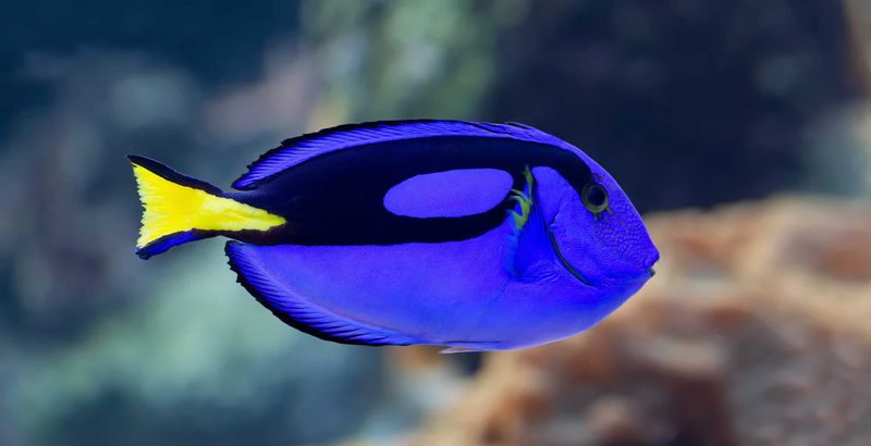 Surgeonfish