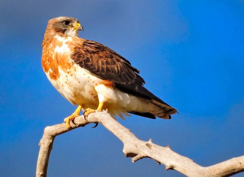 Swainson's Hawk