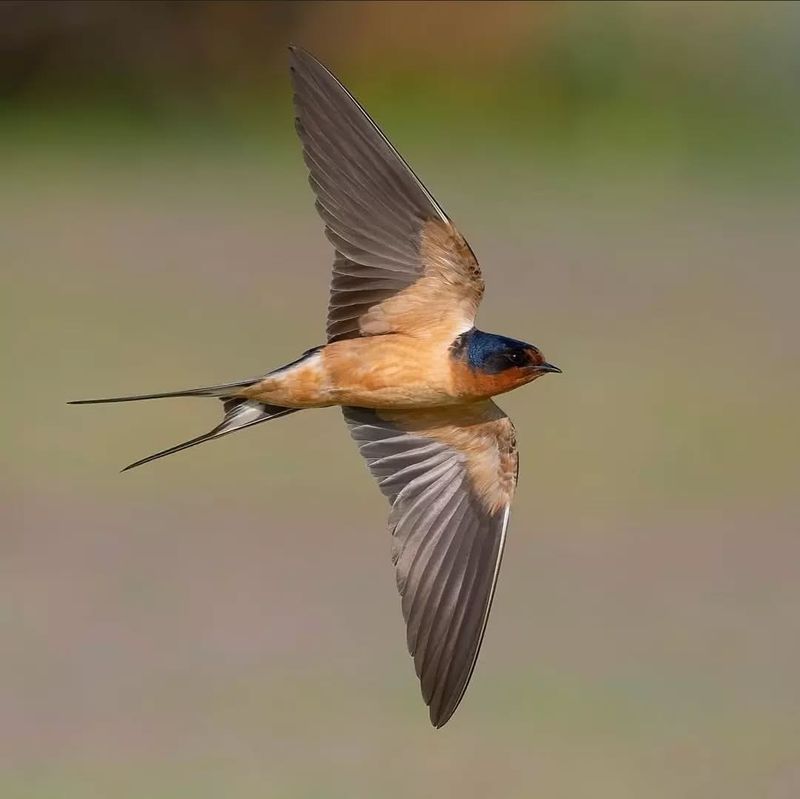 Swallows