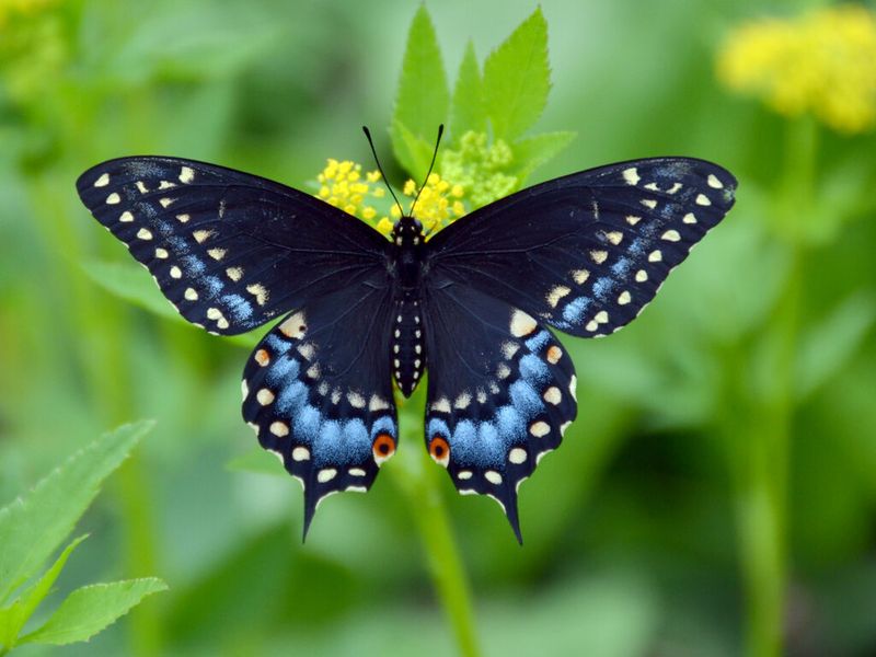 Swallowtail Butterfly