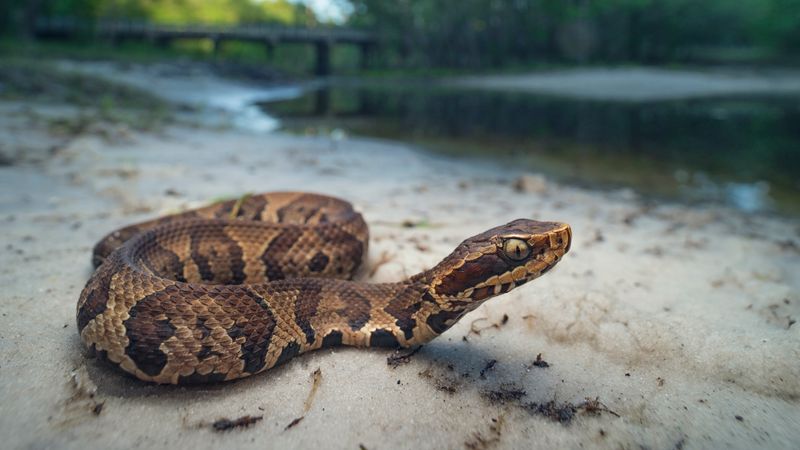 Swamp-Dwelling Cottonmouths