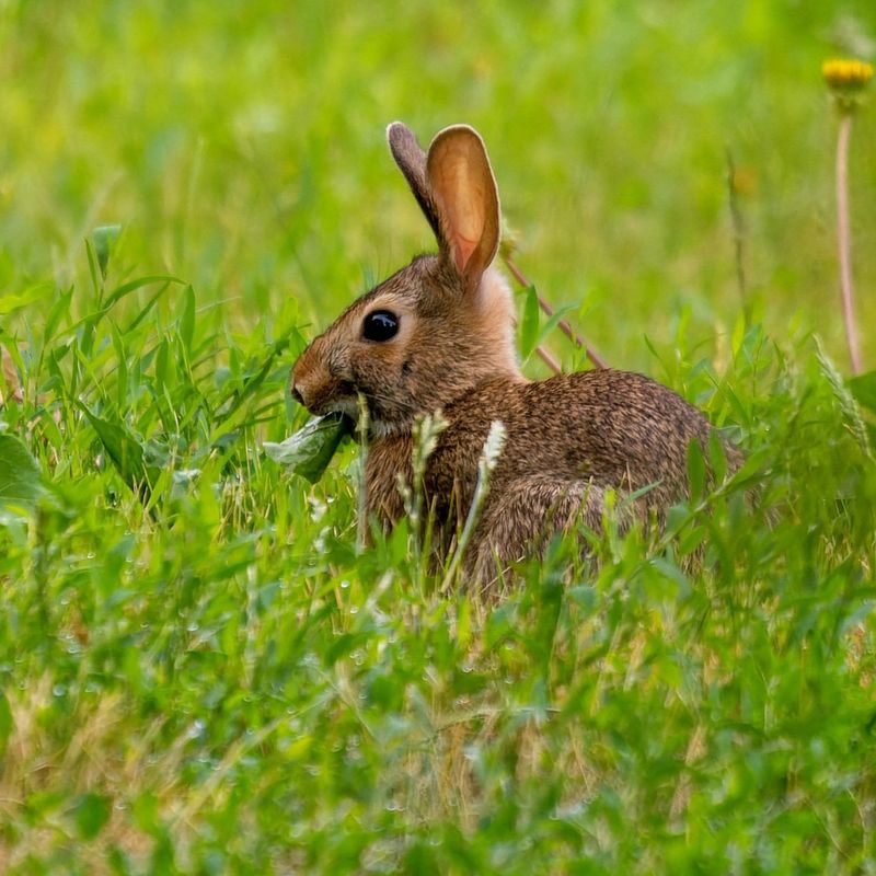 Swamp Rabbit