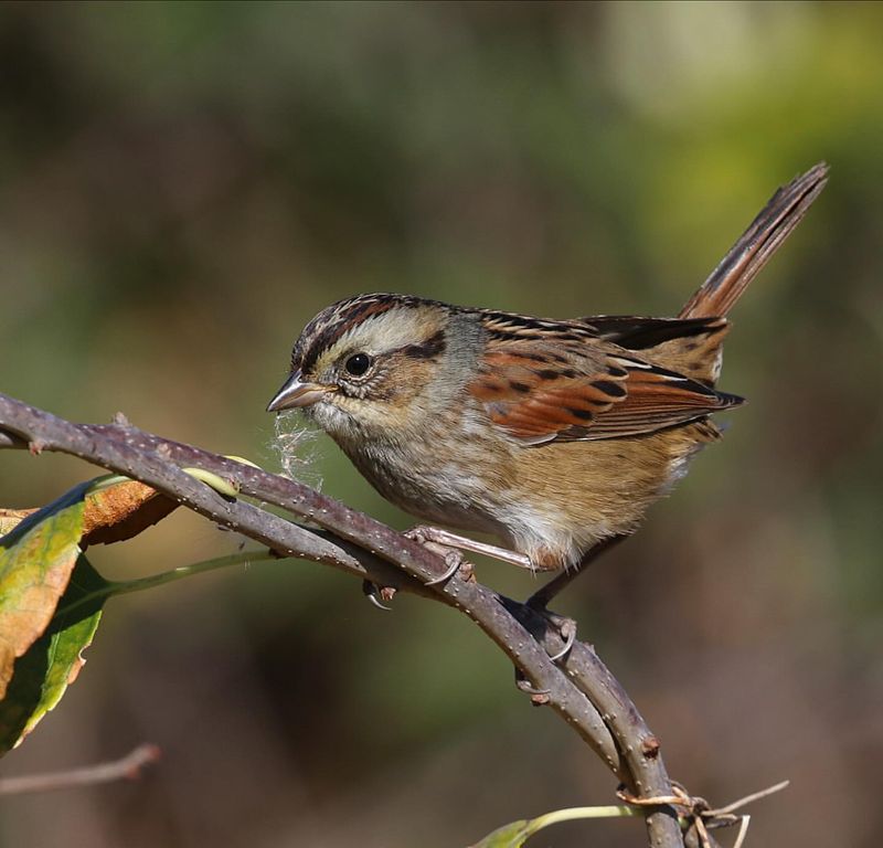 Swamp Sparrow