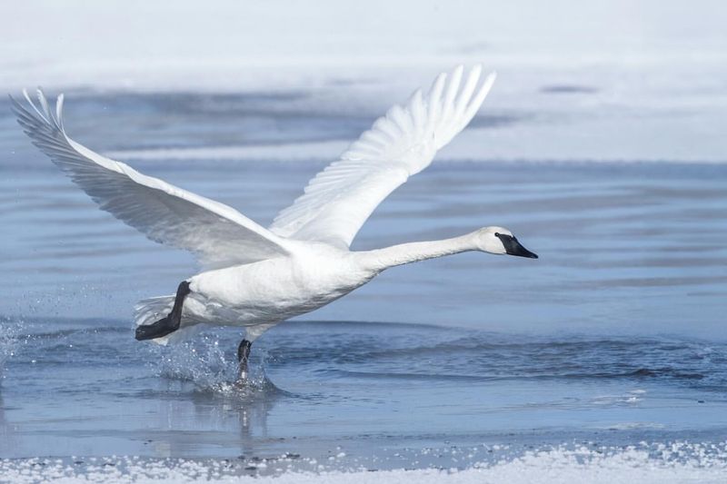 Swan Migration Patterns