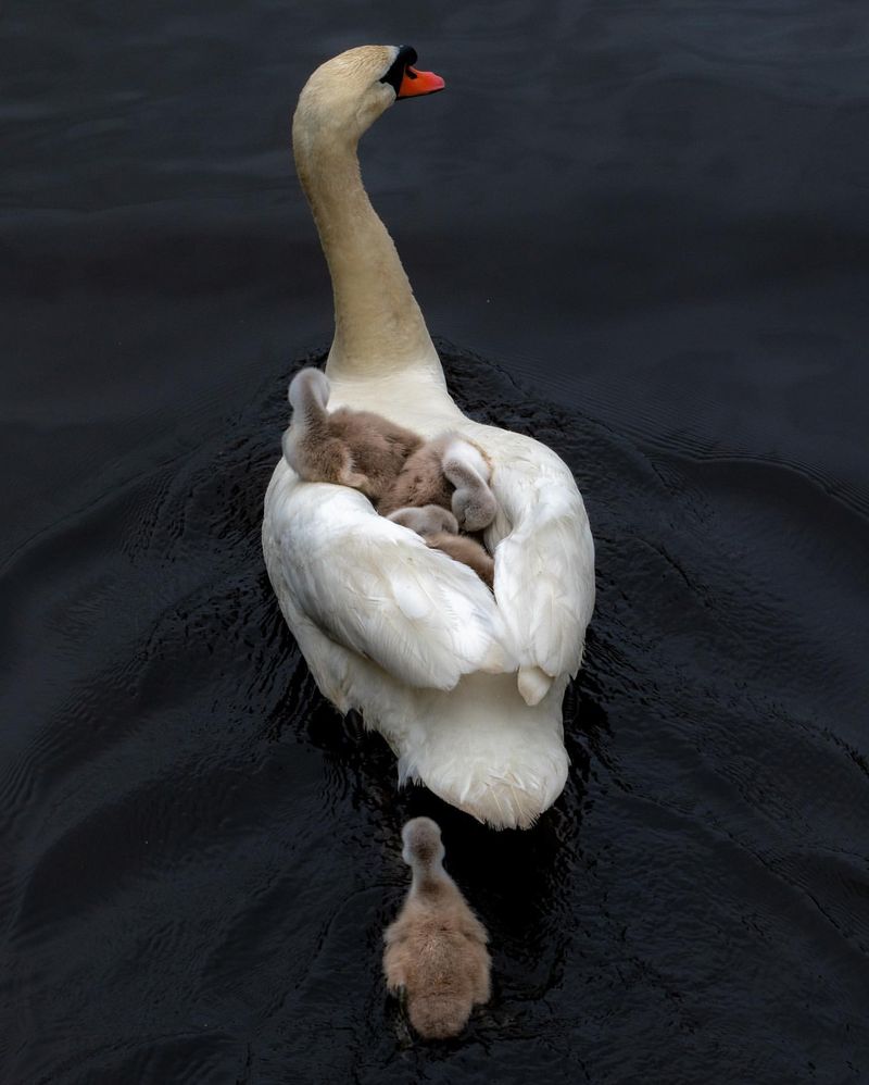 Swan Parenting and Cygnets