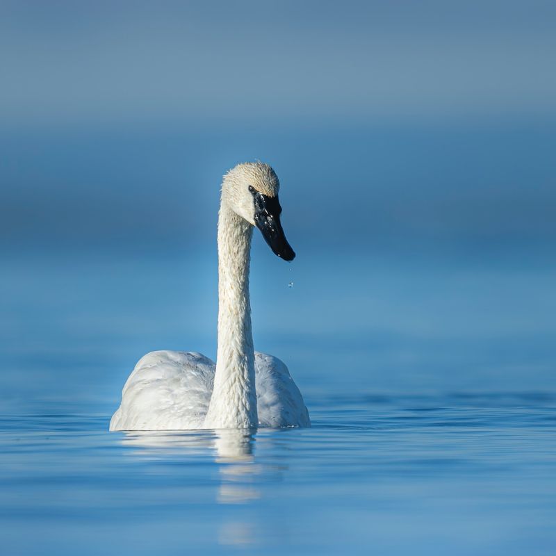 Swan Swimming Techniques