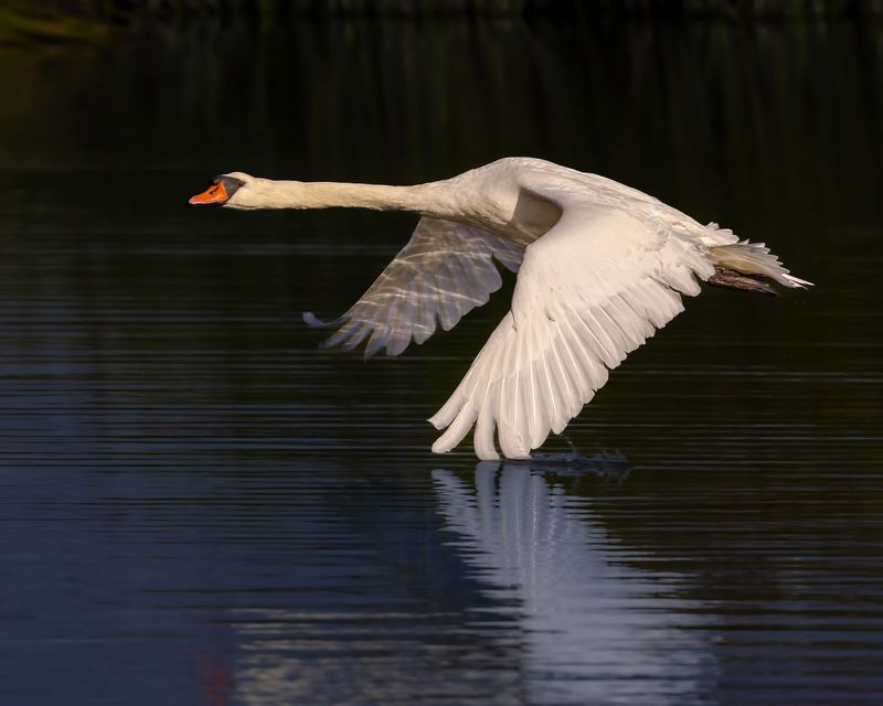 Swan