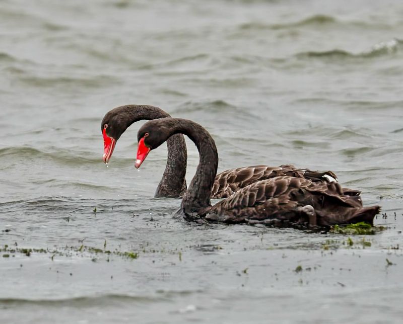 Swans' Role in Ecosystems