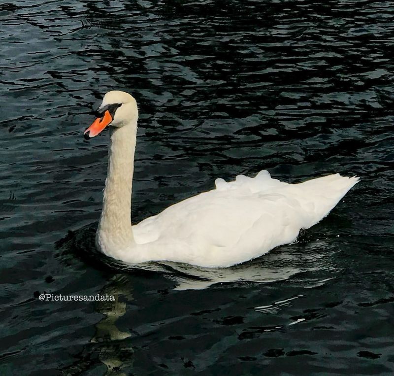 Swans' Territorial Behavior