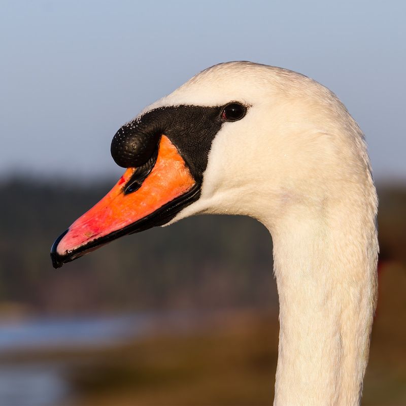 Swans' Adaptation to Urban Environments