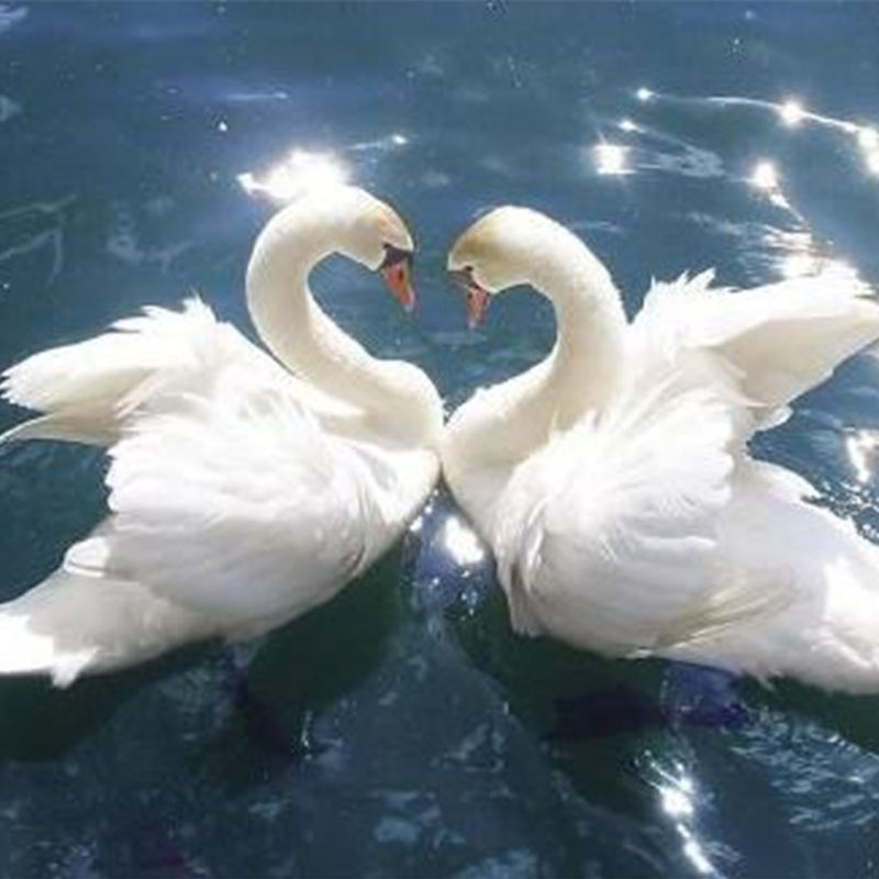 Swans and Mating Rituals