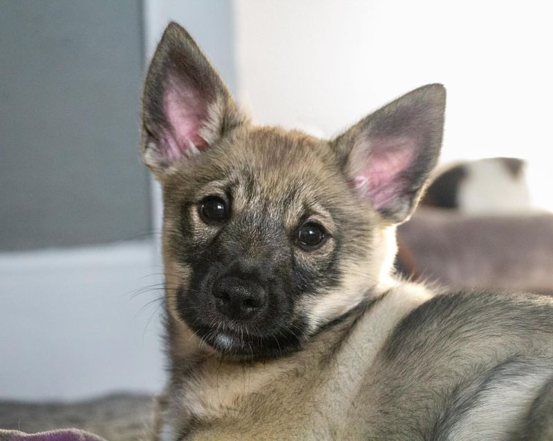 Swedish Vallhund