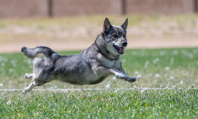 Swedish Vallhund