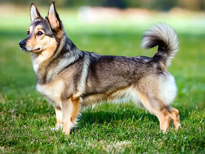 Swedish Vallhund