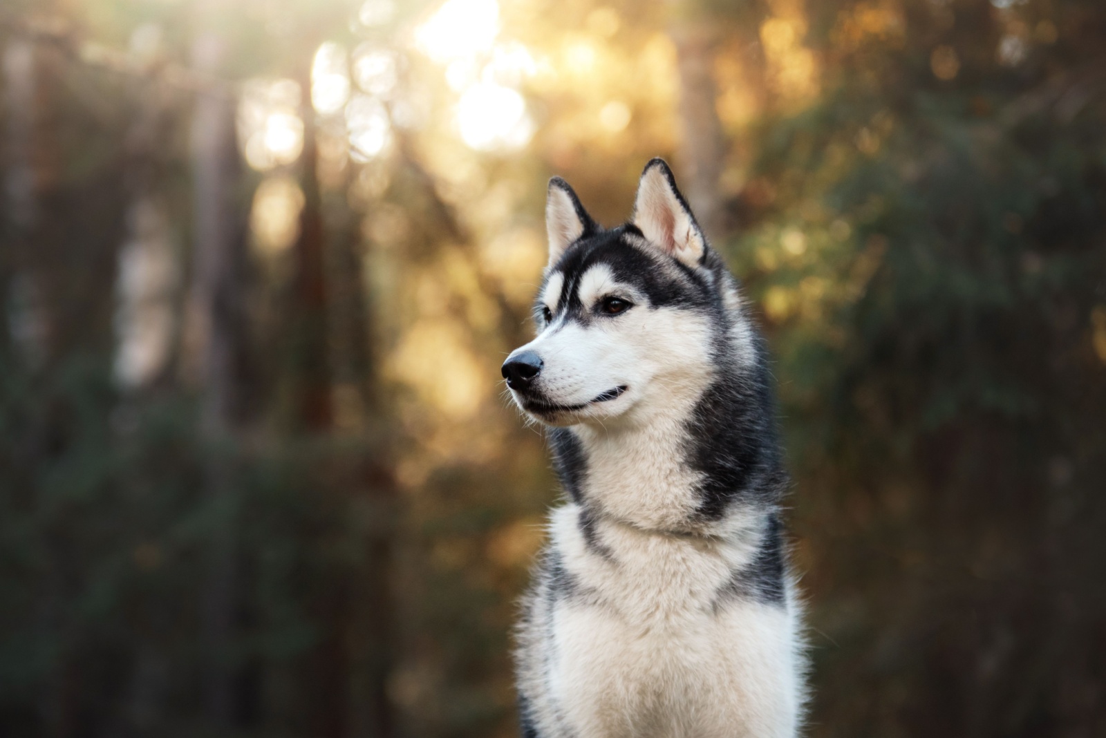 Sweet Husky