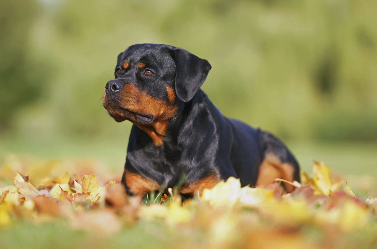 Sweet Rottweiler laying down