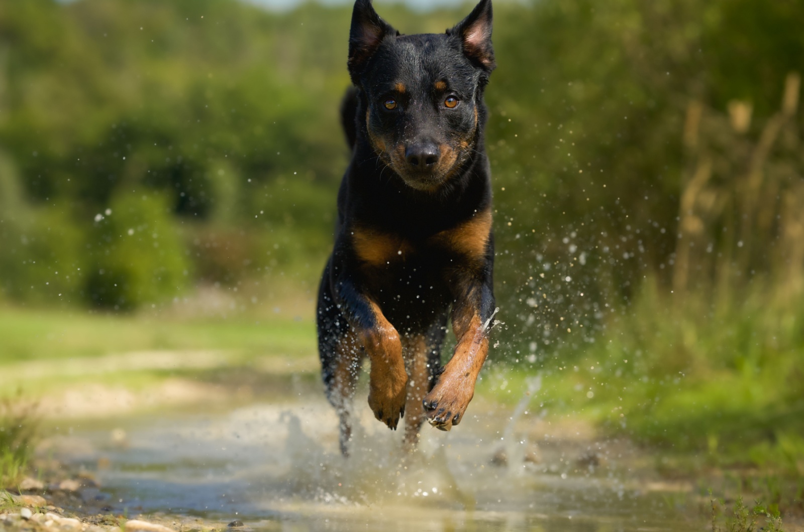 Sweet Rottweiler