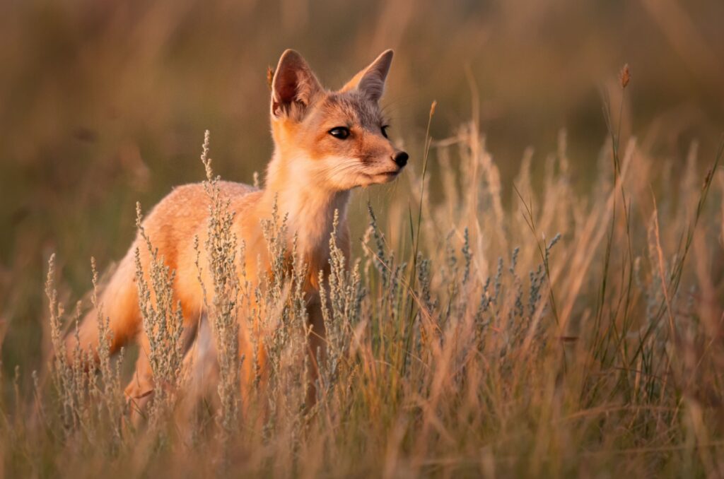 Swift Fox