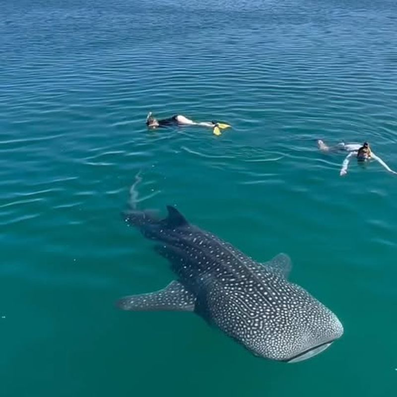 Swimming with Whale Sharks in Mexico