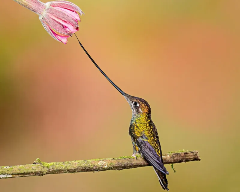 Sword-billed Hummingbird