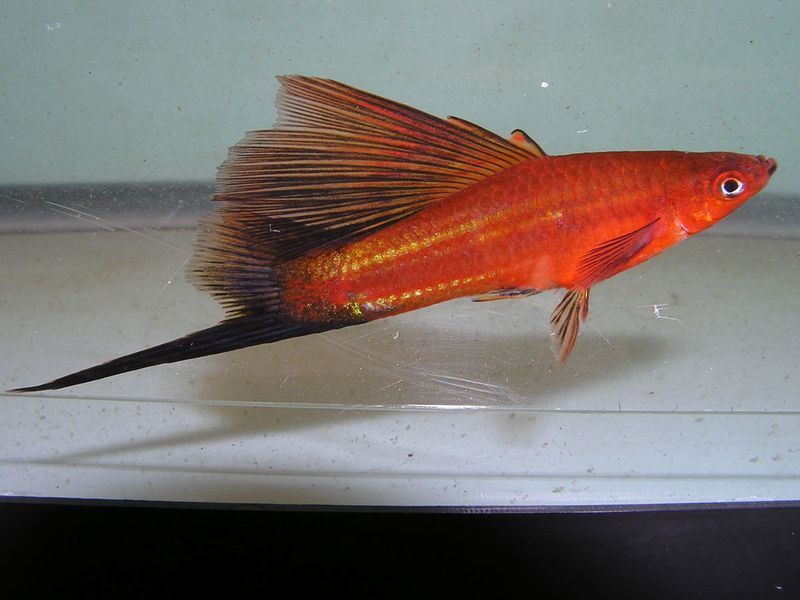 Swordtail Fish