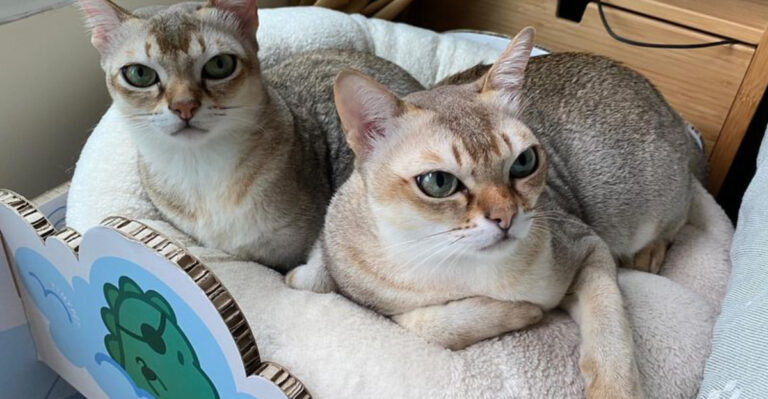 5 Cat Breeds With The Longest Lifespan (And 4 With The Shortest Lifespan)