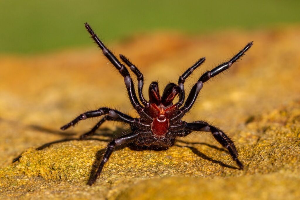 Sydney Funnel-Web Spider