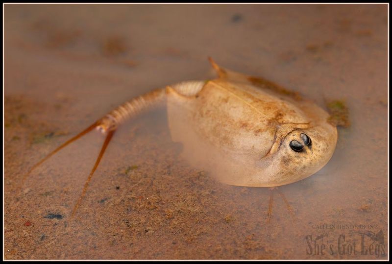 Tadpole Shrimp