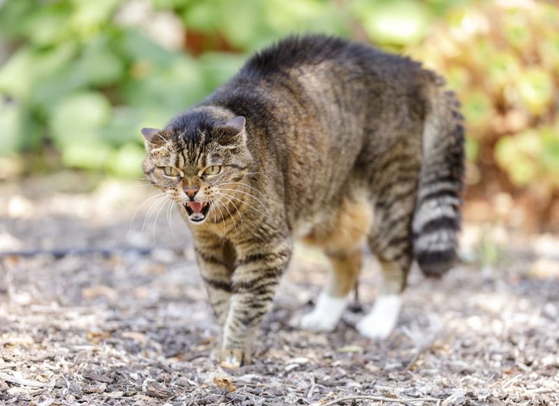 Tail Twitching Around Playmates