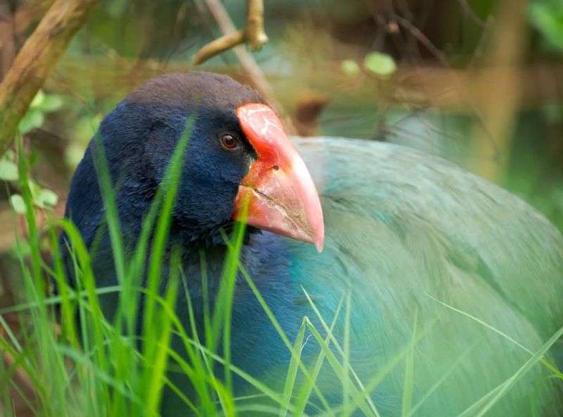 Takahe