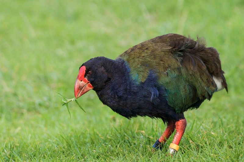 Takahe