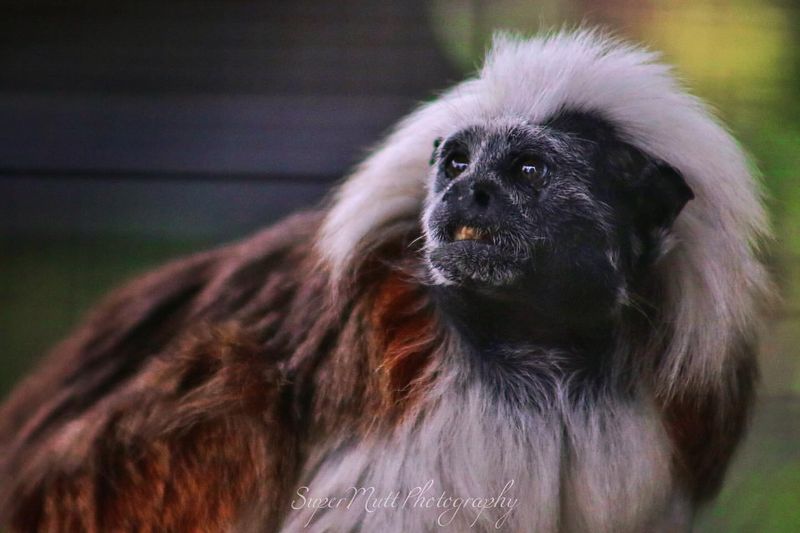 Tamarin