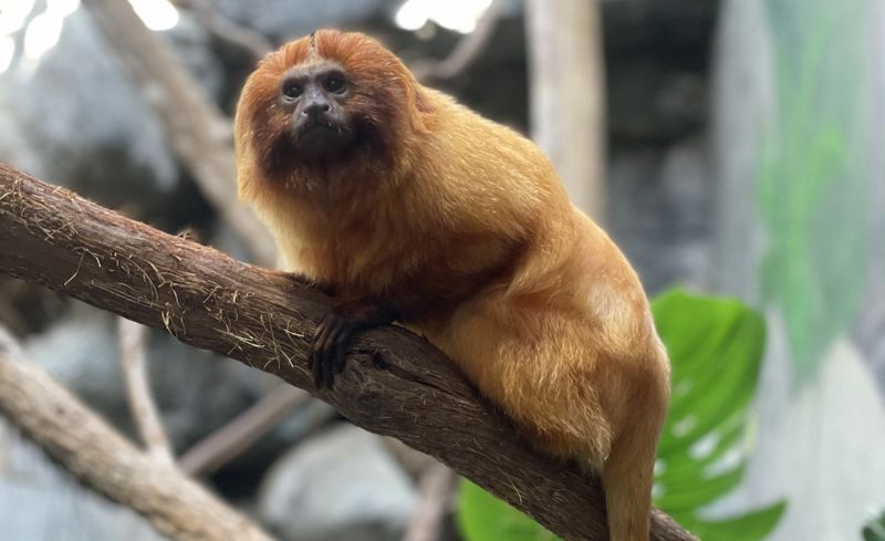 Tamarin