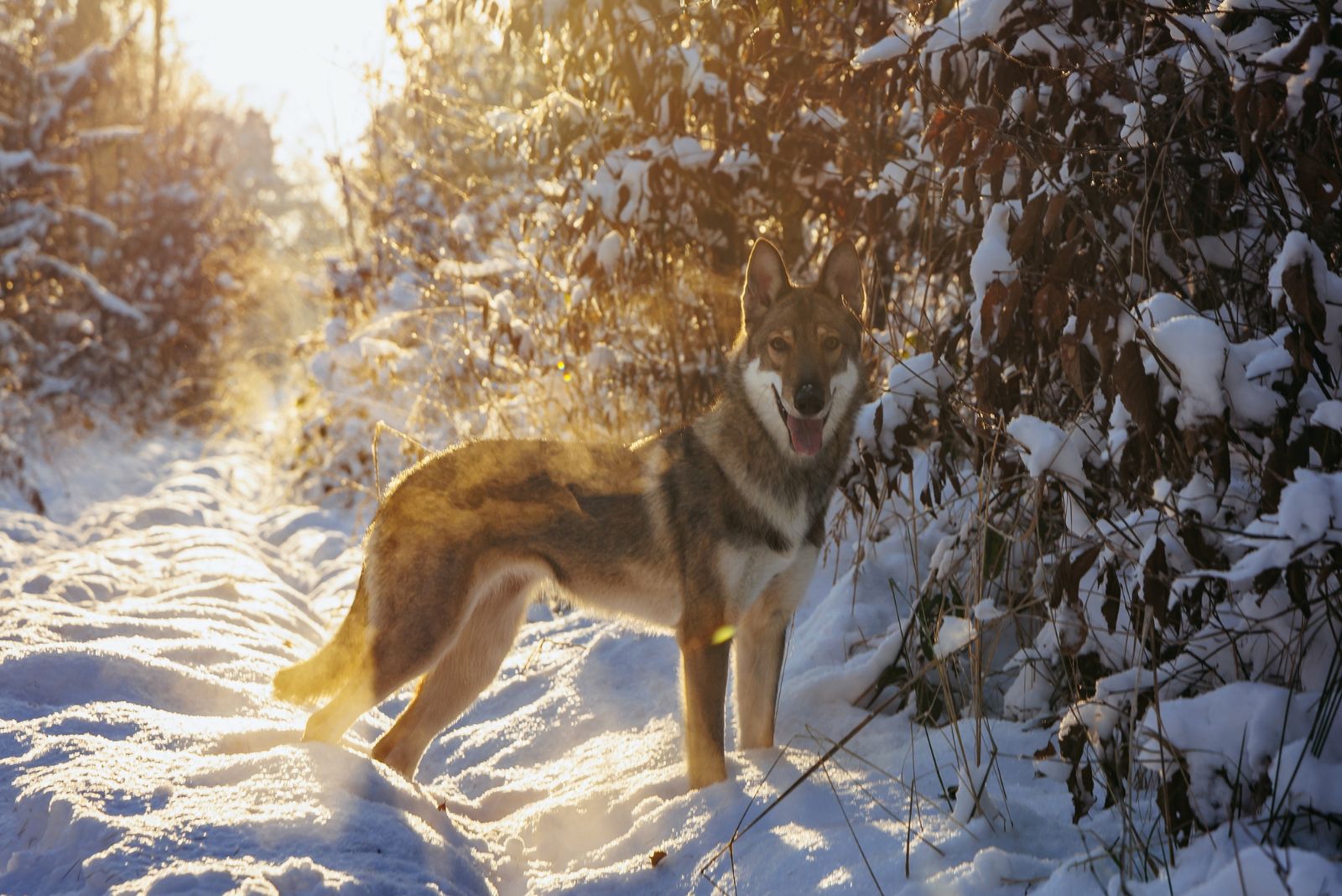 Tamaskan Dog