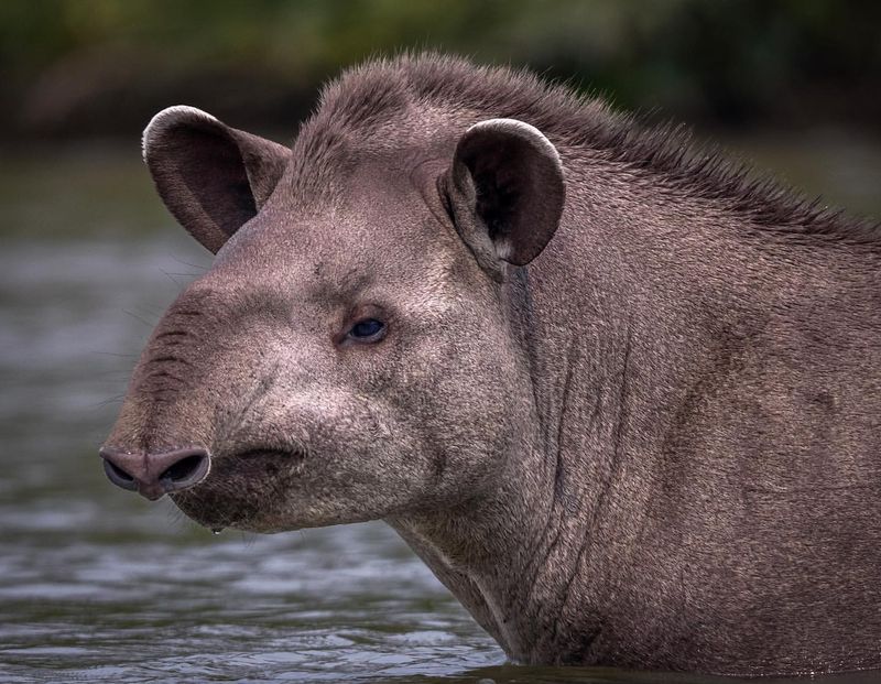 Tapir