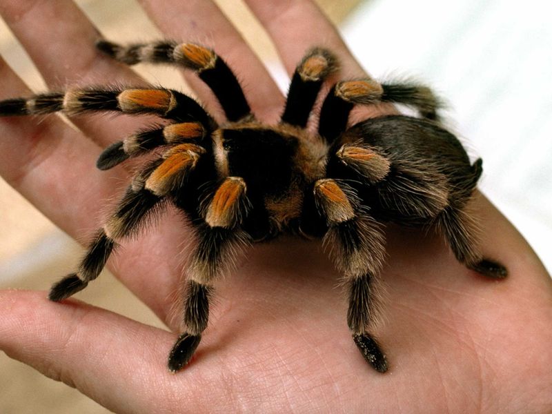 Tarantula