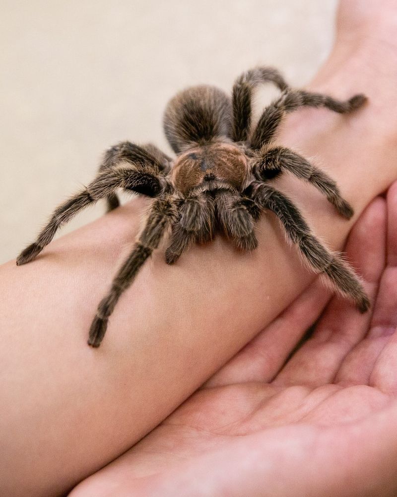 Tarantula