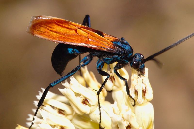 Tarantula Hawk Wasp