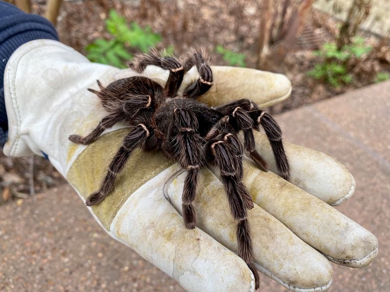 Tarantulas