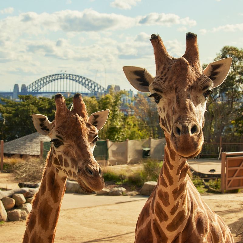 Taronga Zoo, Australia