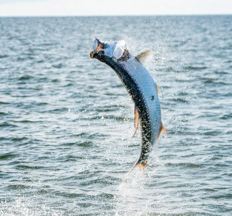 Tarpon (Orinoco River, Venezuela)