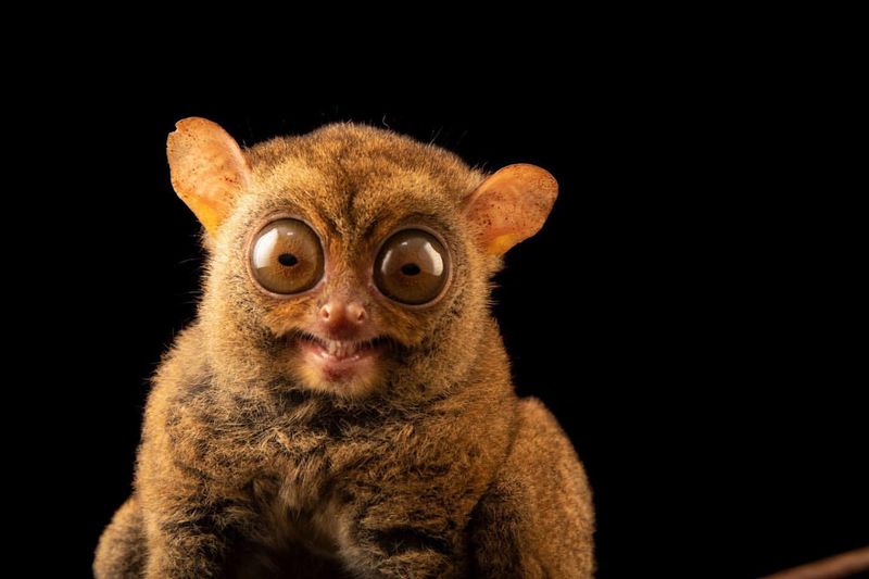 Tarsier's Night Vision