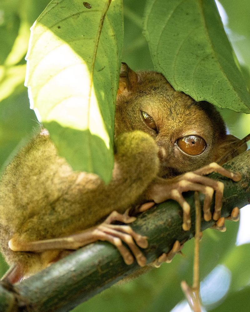 Tarsier in the Philippines